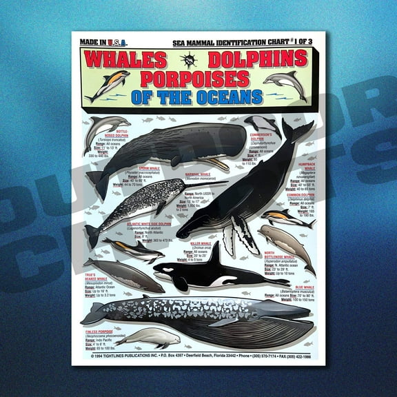 Sea Mammal Identification Chart #1 Whales, Dolphins, and Porpoises of the Ocean