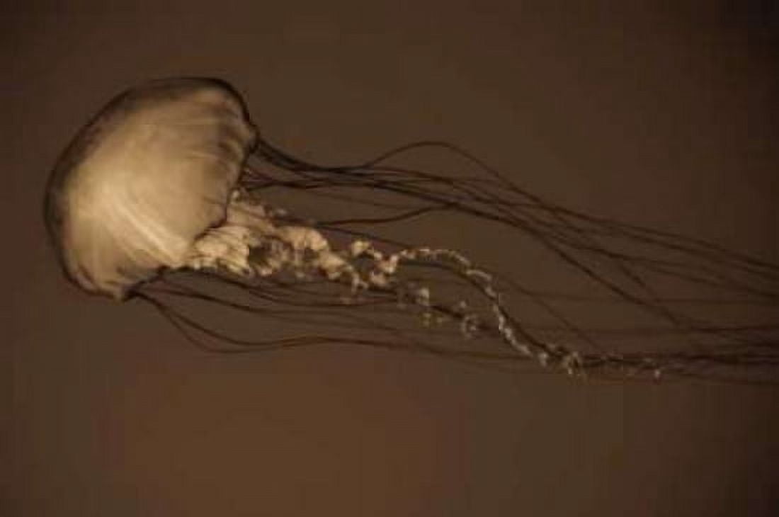 Sea Nettle II Canvas Art - Erin Berzel (20 x 28)