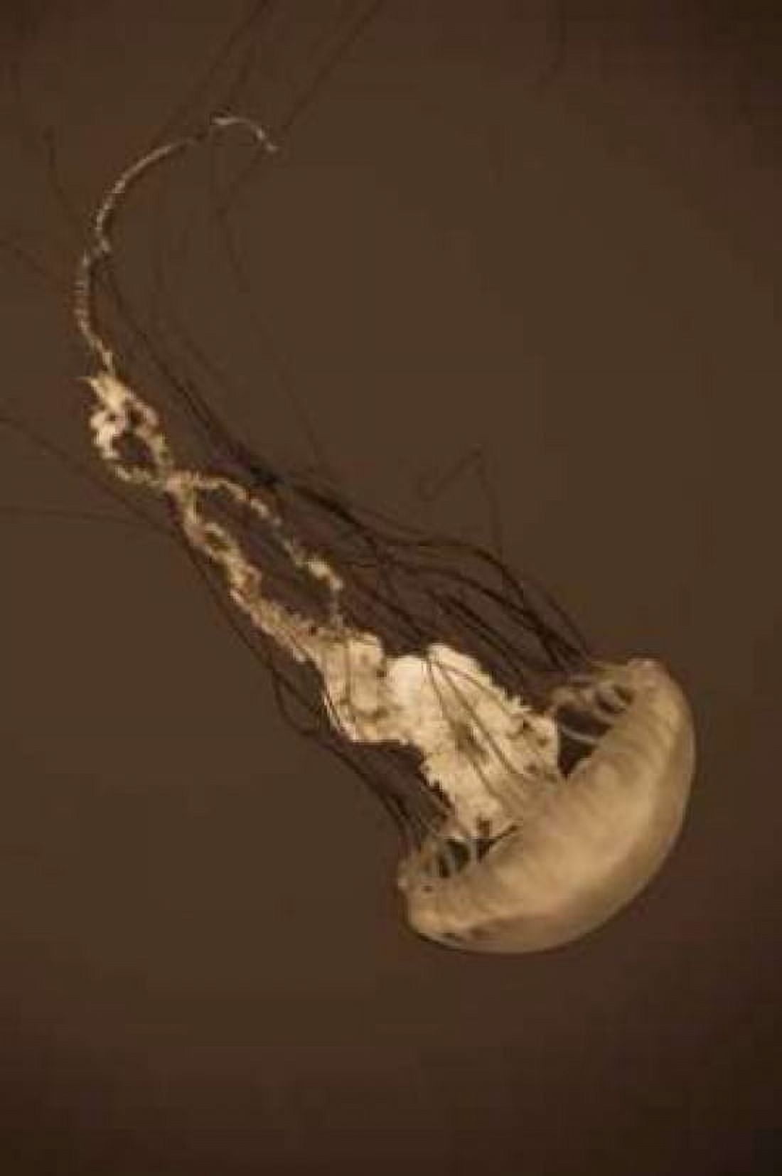 Sea Nettle III Canvas Art - Erin Berzel (20 x 28)