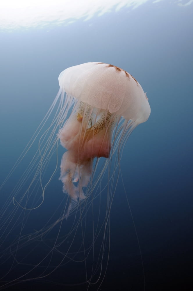 Sea Nettle Jellyfish in Atlantic Ocean Canvas Art - Karen DoodyStocktrek Images (23 x 35)
