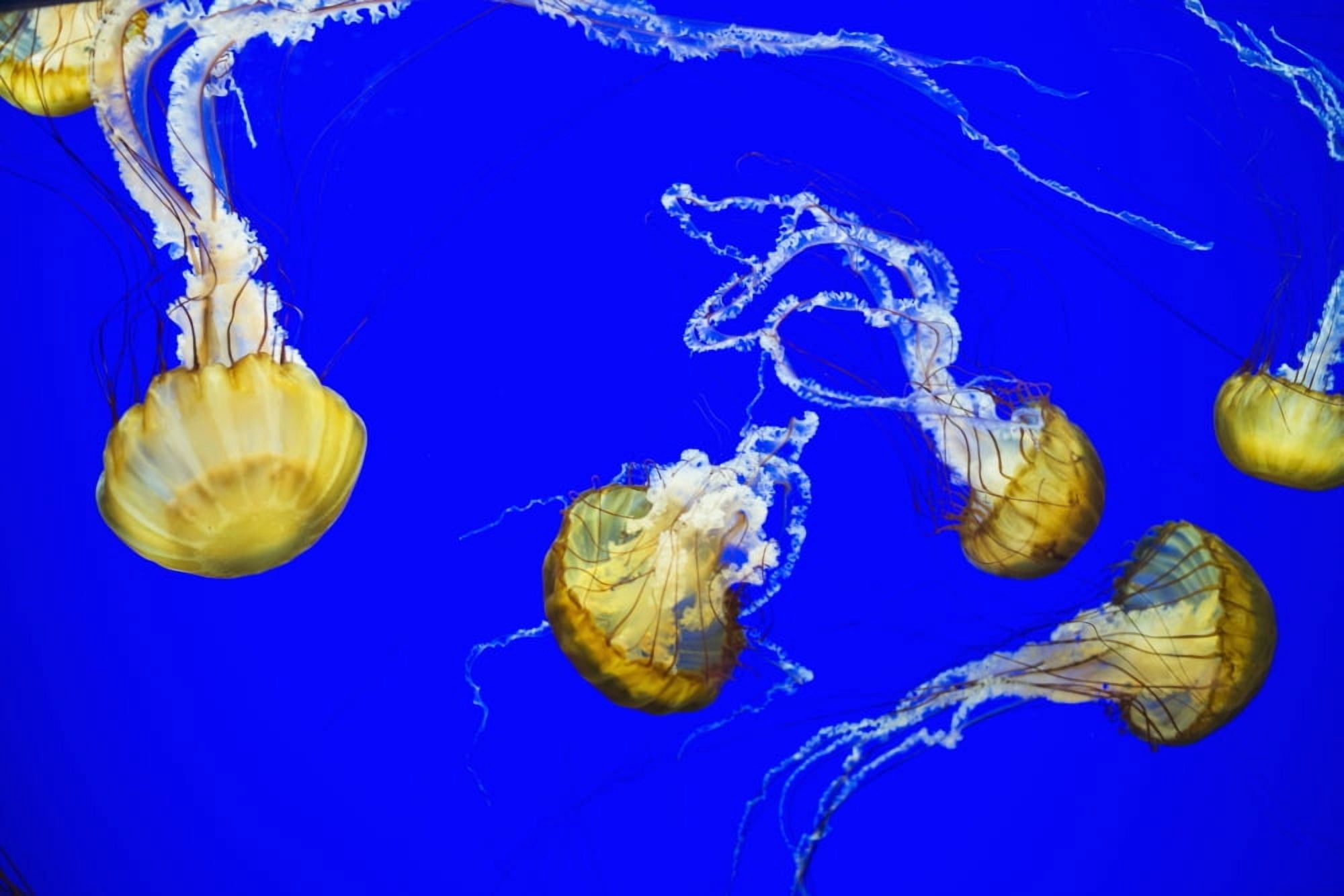 Sea Nettle swims at the Oregon Coast Aquarium Newport Oregon United States of America Canvas Art - Robert L Potts Design Pics (19 x 12)
