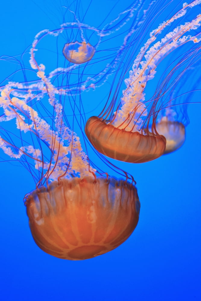 Sea Nettles (Chrysaora Fuscescens) In Monterey Bay Aquarium Display Monterey California United States of America Canvas Art - Stuart Westmorland Design Pics (12 x 19)