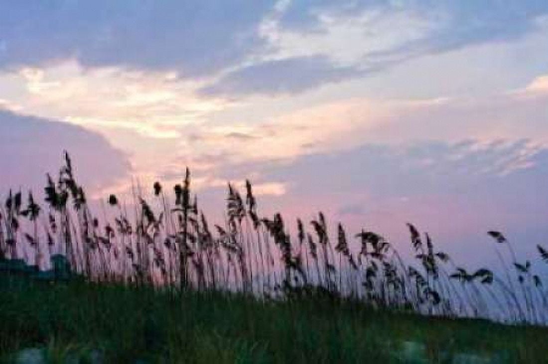 Sea Oats on Lavender I Canvas Art - Alan Hausenflock (20 x 28)