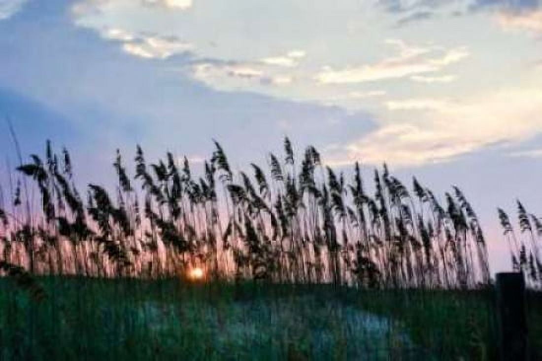 Sea Oats on Lavender II Canvas Art - Alan Hausenflock (20 x 28)