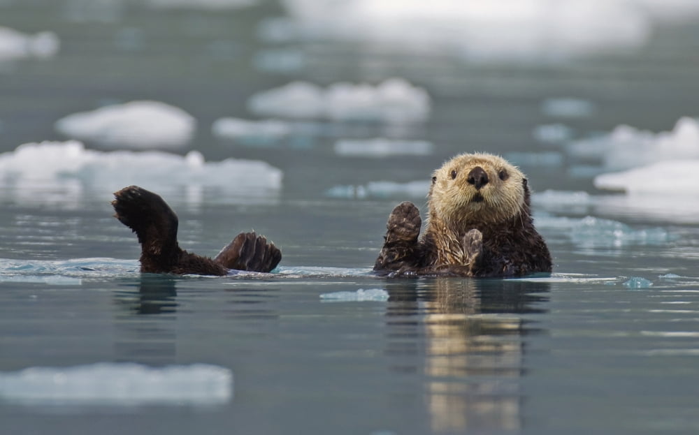 Sea Otter (Enhydra Lutris) Swims On Its Back Amidst The Sea Ice Prince William Sound Alaska United States Of America Canvas Art - Brian Guzzetti Design Pics (17 x 11)