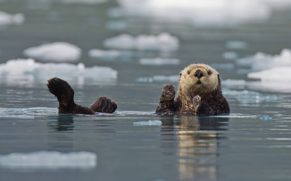 Sea Otter (Enhydra Lutris) Swims On Its Back Amidst The Sea Ice Prince William Sound Alaska United States Of America Canvas Art - Brian Guzzetti Design Pics (34 x 22)
