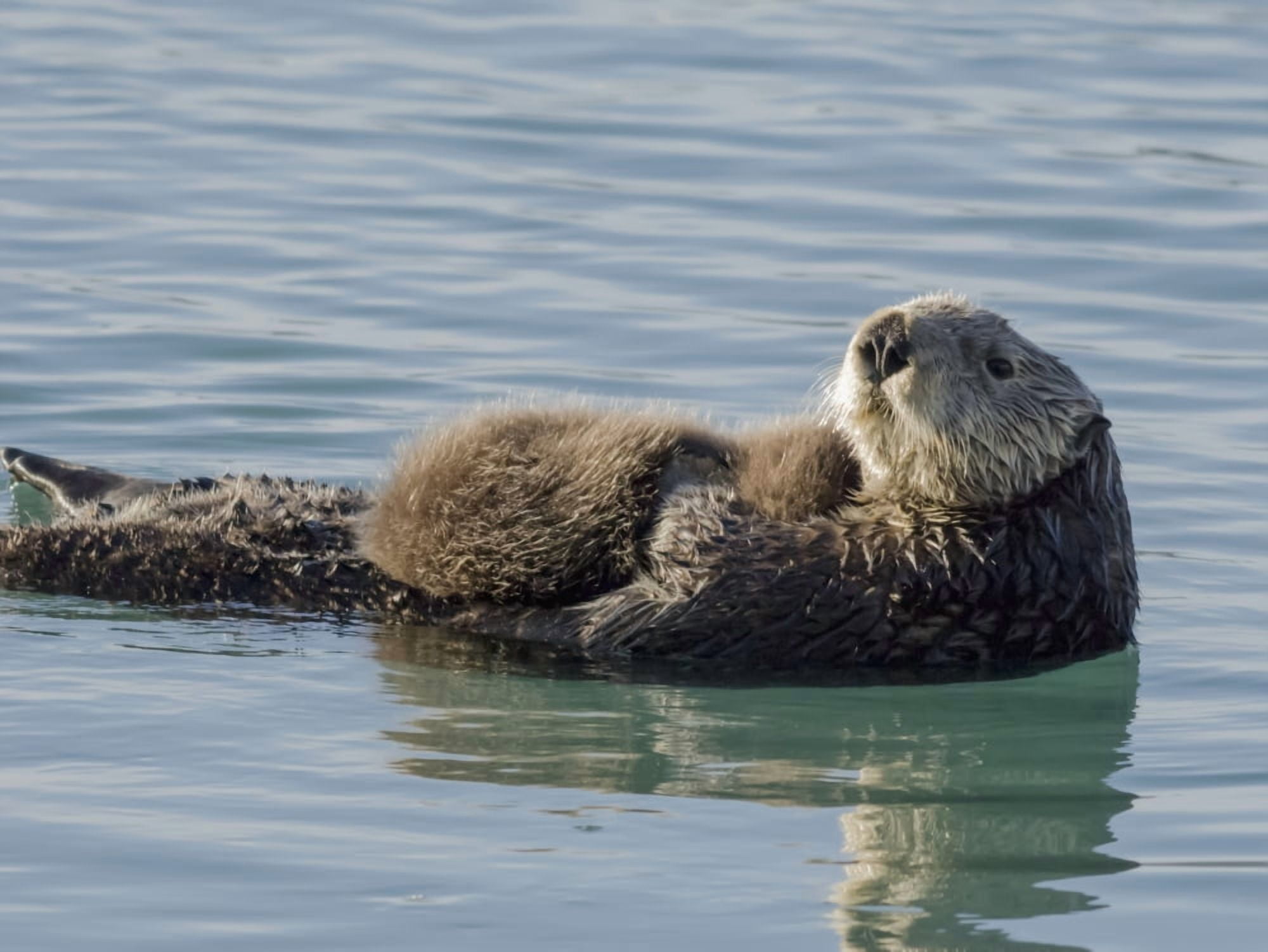 Sea Otter (Enhydra lutris) female with pup in Prince William Sound near Cordova Alaska Canvas Art - Thomas Kline Design Pics (34 x 26)