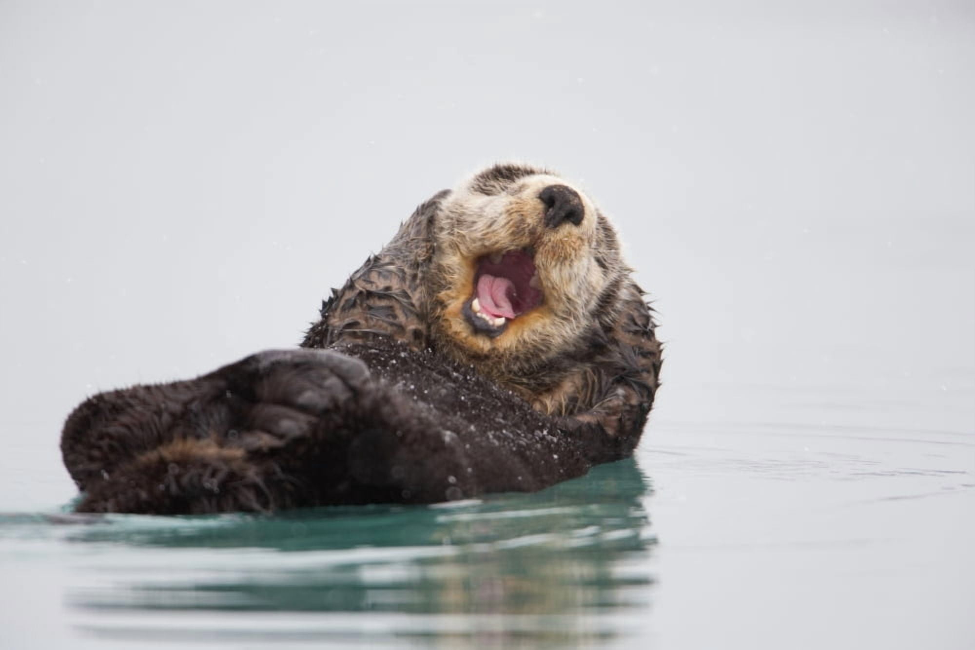 Sea Otter Floating On Back Scratching Head And Yawning Prince William Sound Southcentral Alaska Winter Canvas Art - Milo Burcham Design Pics (19 x 12)