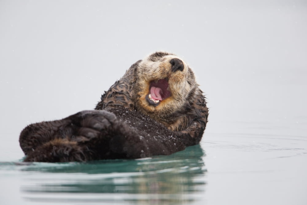 Sea Otter Floating On Back Scratching Head And Yawning Prince William Sound Southcentral Alaska Winter Canvas Art - Milo Burcham Design Pics (38 x 24)