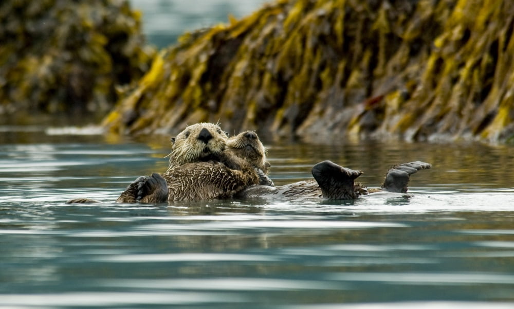Sea Otter Floating With Pup In Orca Inlet Off Prince William Sound Near Cordova Southcentral Alaska Summer Canvas Art - Cathy Hart Design Pics (36 x 22)