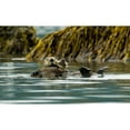 thumbnail image 1 of Sea Otter Floating With Pup In Orca Inlet Off Prince William Sound Near Cordova Southcentral Alaska Summer, 1 of 3