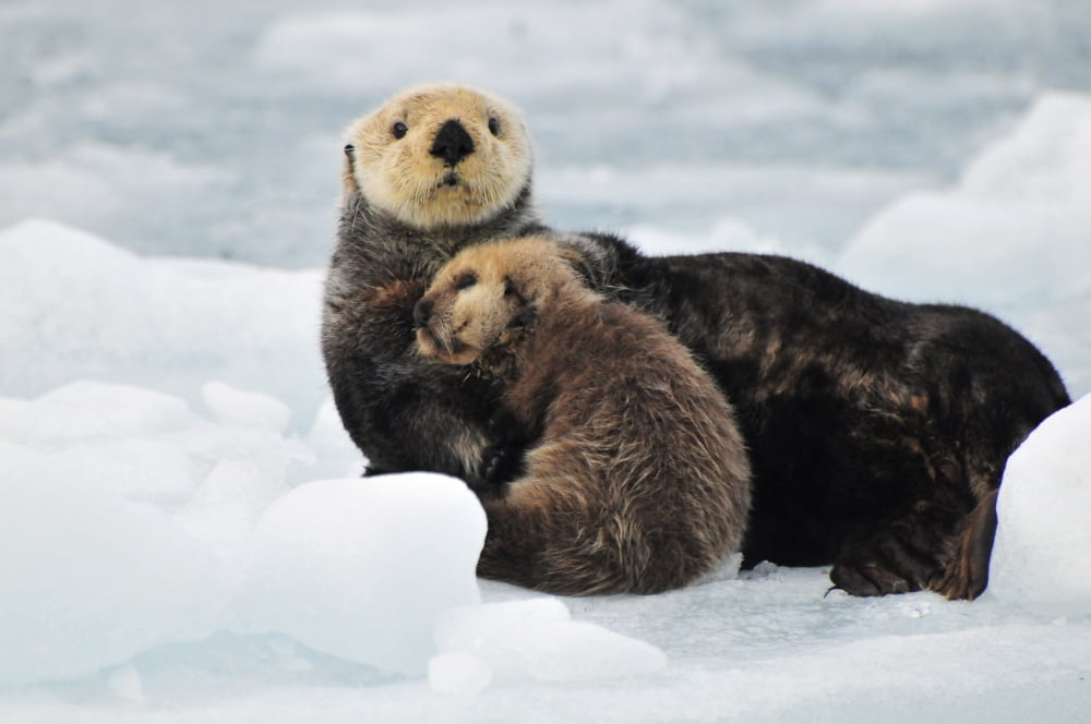 Sea Otter Mother And Pup Rest On An Ice Floe At Harvard Glacier In Prince William Sound Southcentral Alaska Summer Canvas Art - Bill Rome Design Pics (17 x 11)