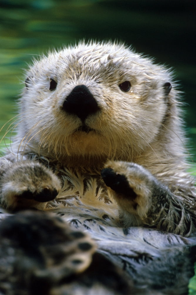 Sea Otter Swimming At Tacoma Zoo Captive Canvas Art - Harry M Walker Design Pics (11 x 17)