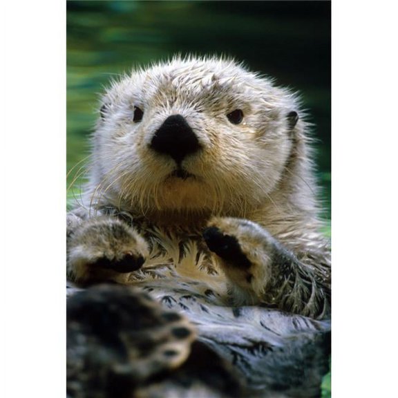 Sea Otter Swimming At Tacoma Zoo Captive Poster Print - 11 x 17