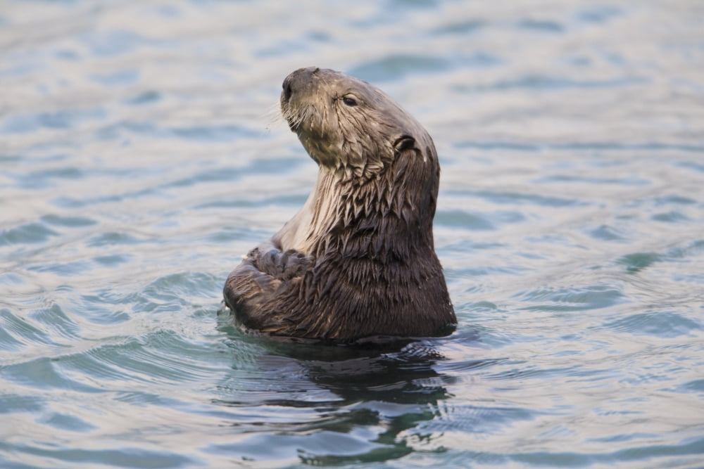 Sea Otter With Arms Crossed Floats Upright In Prince William Sound Alaska Southcentral Winter Canvas Art - Milo Burcham Design Pics (19 x 12)