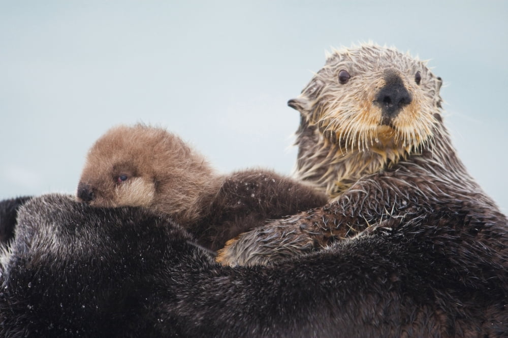 Sea Otter With Snow Covering Fur Holding Newborn Pup Prince William Sound Southcentral Alaska Winter Canvas Art - Milo Burcham Design Pics (19 x 12)
