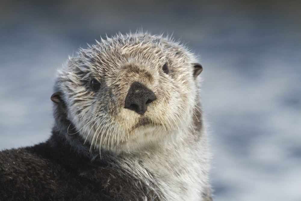 Sea Otter in Whittier Alaska Winter Otters Southcentral Alaska Face and whiskers show well Canvas Art - Doug Lindstrand Design Pics (36 x 24)
