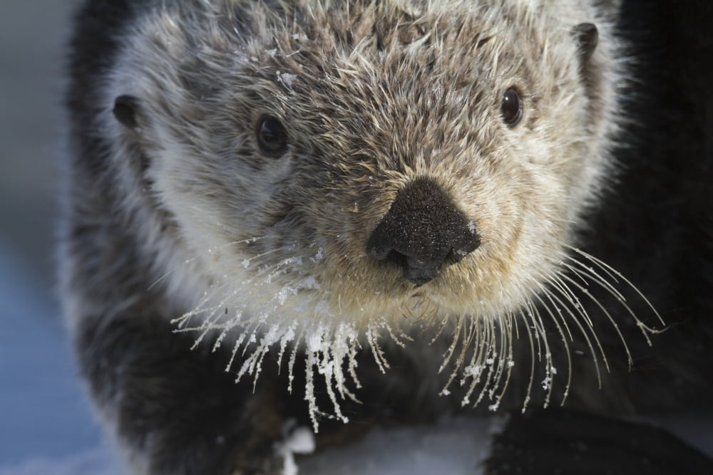 Sea Otter in Whittier Alaska Winter Otters Southcentral Alaska Face and whiskers show well Canvas Art - Doug Lindstrand Design Pics (36 x 24)