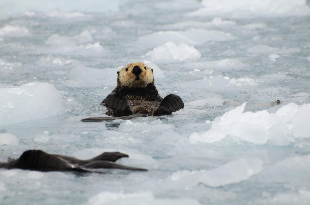 Sea Otters Amongst An Ice Floe In Prince William Sound Alaska Canvas Art - Bill Rome Design Pics (34 x 22)