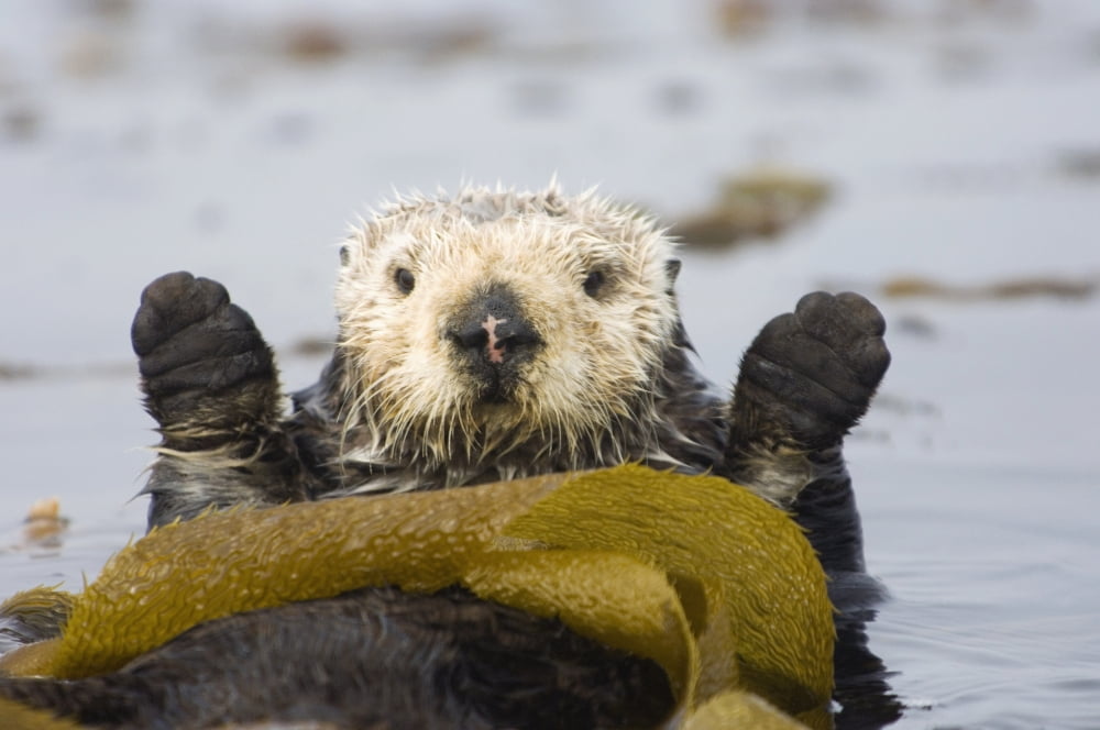 Sea Otters Rest Wrapped In Kelp Beds Pacific Ocean California Spring Canvas Art - Bruce Lichtenberger Design Pics (19 x 12)