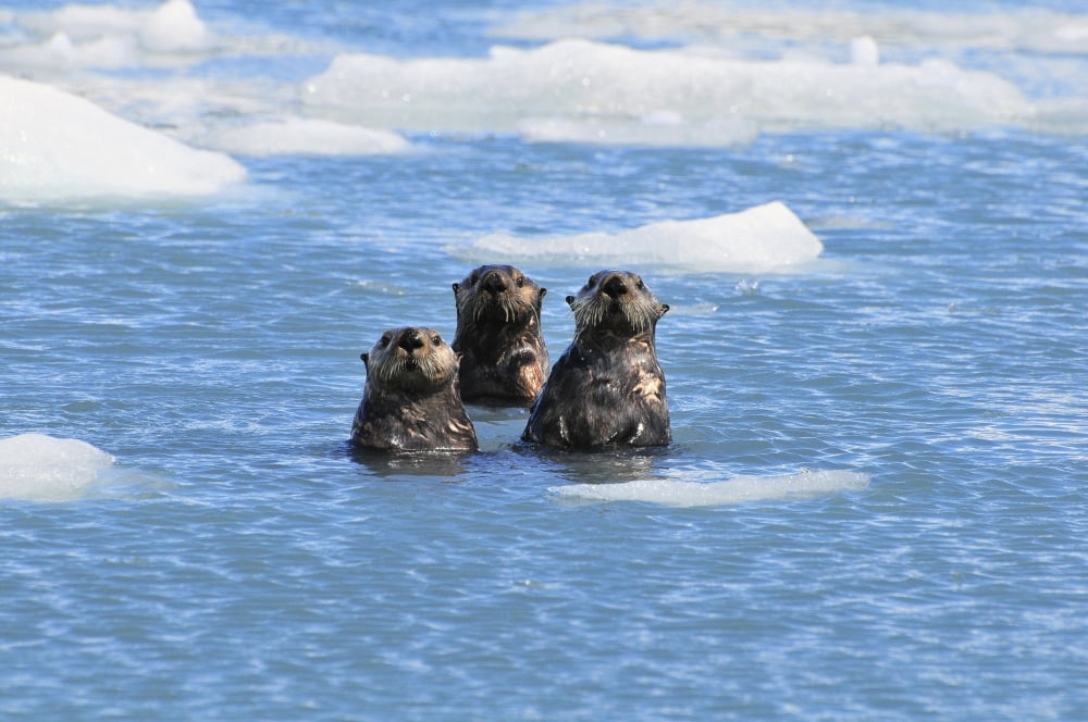 Sea Otters Swim In An Ice Floe At Yale Glacier In Prince William Sound Southcentral Alaska Summer Canvas Art - Bill Rome Design Pics (19 x 12)