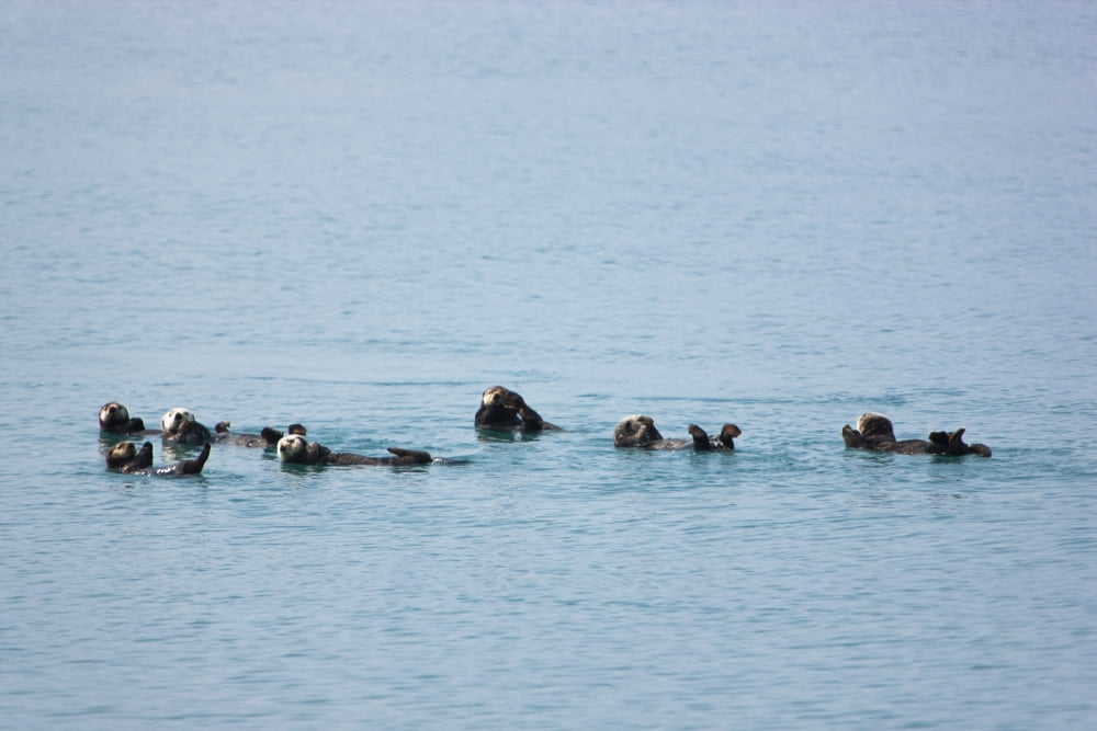 Sea Otters Swimming In Prince William Sound Southcentral Alaska Summer Canvas Art - Kevin Smith Design Pics (36 x 24)