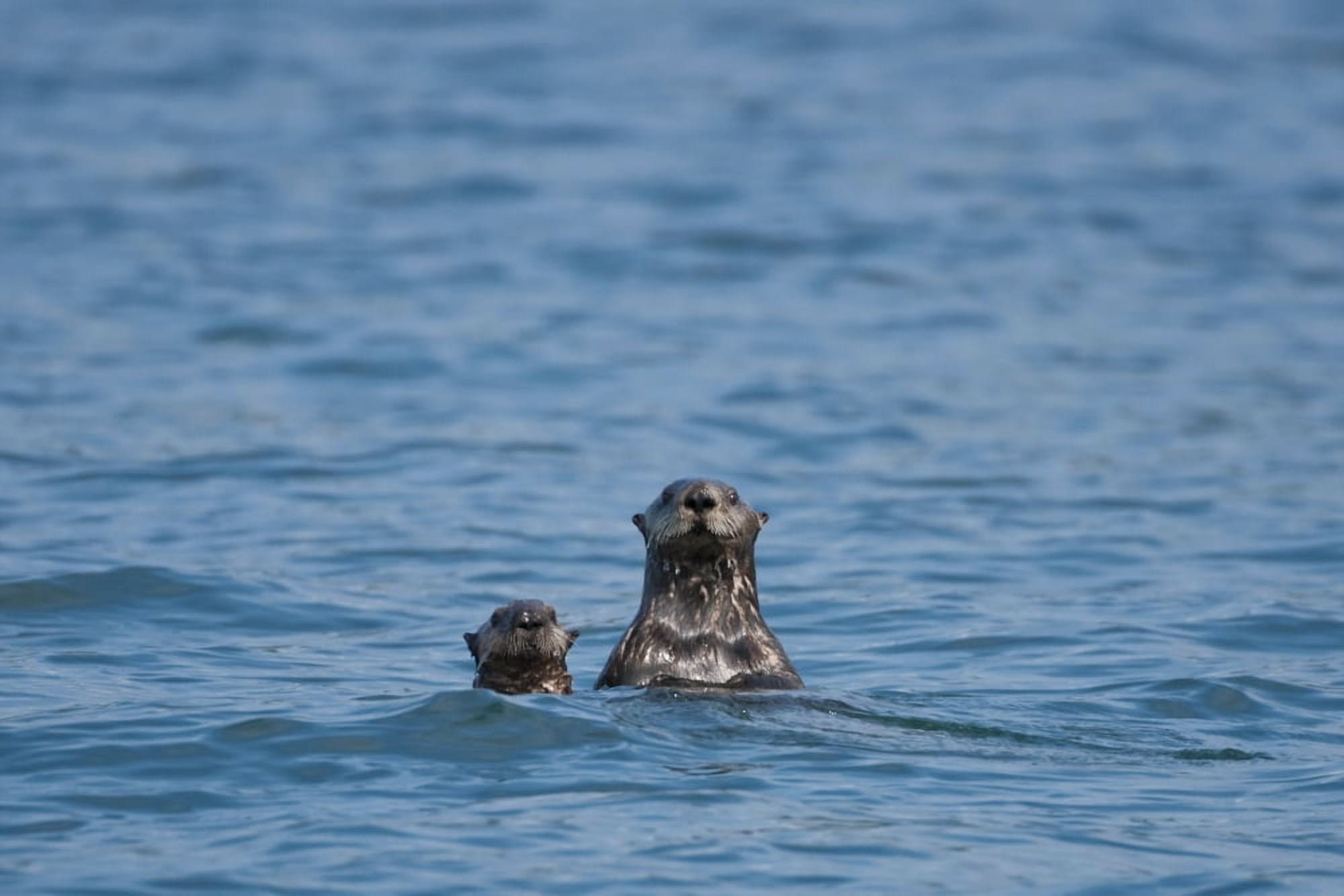 Sea Otters Swimming In The Waters Of Bristol Bay During Summer In Southwest AlaskaN Canvas Art - Mark Emery  Design Pics (17 x 11)