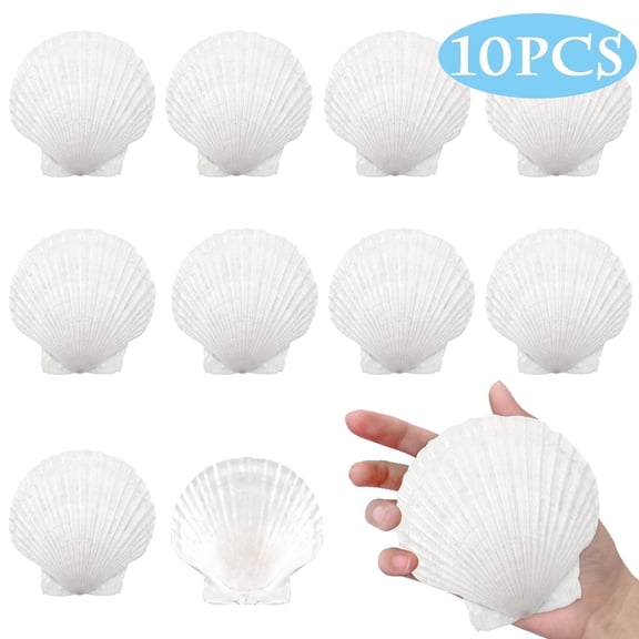 Sea Scallop Shells for Crafts Baking Cooking Serving Food Large Natural Seashells for DIY Crafts Seashell Beach Decorations for Home Decor 4-5 in 10 Pcs White