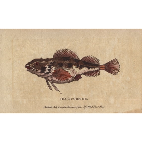 Sea Scorpion Or Scorpion Fish, Scorpaenidae Poster Print By ® Florilegius Mary Evans (36 X 24)