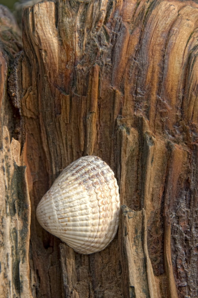 Sea Shell On Driftwood Canvas Art - John Short Design Pics (11 x 17)
