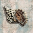 thumbnail image 1 of Sea Shell Poster Print by Ted Broome (24 x 24), 1 of 2