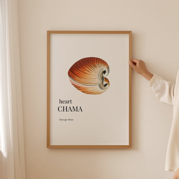 Sea Shell Print, Sea Shell Art, Aesthetic Wall Art, Sea Shell Collection, Living Room Art, Coastal Wall Art, Sea Shell Poster, Ocean Print Unframed Paper Print