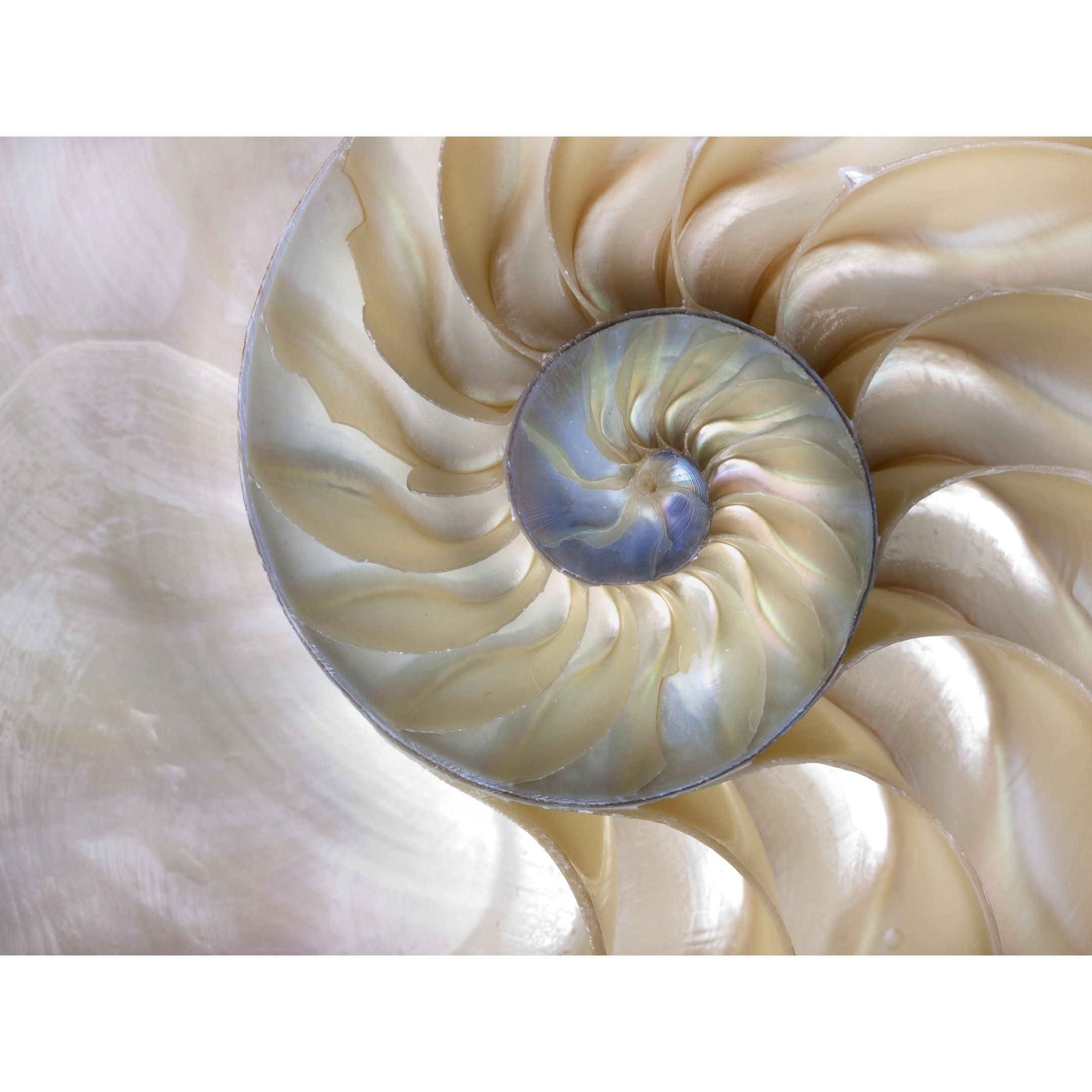 Golden Sea Shell Coastal Canvas Print with Pine Frame