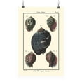 thumbnail image 1 of Sea Shell Vii Poster - Denis Diderot Designs,, 1 of 3