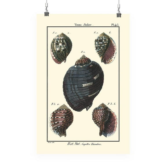 Sea Shell Vii Poster - Denis Diderot Designs,