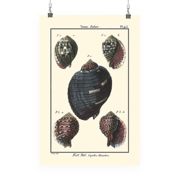 Sea Shell Vii Poster - Denis Diderot Designs,
