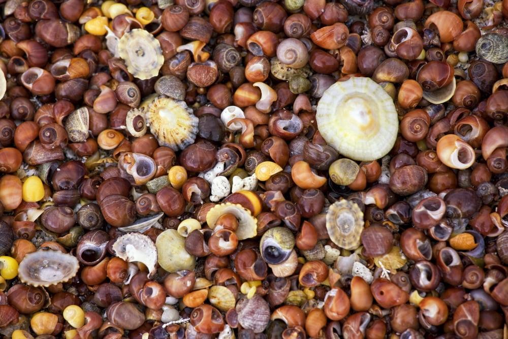 Sea Shells Canvas Art - John Short Design Pics (18 x 12)