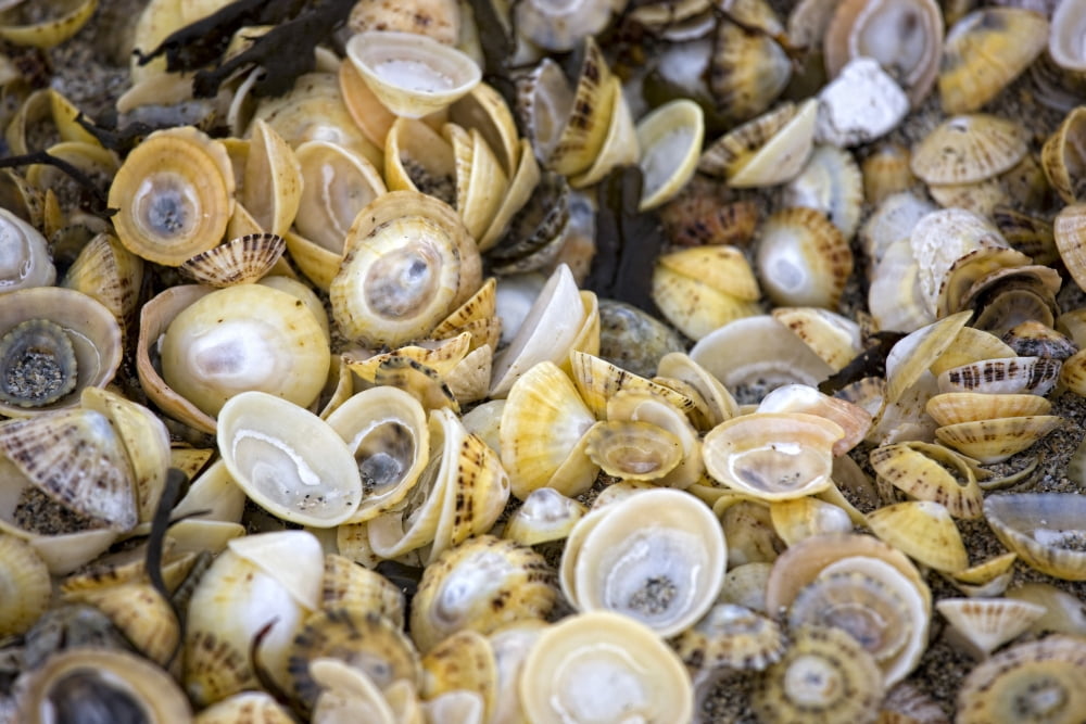 Sea Shells Canvas Art - John Short Design Pics (18 x 12)