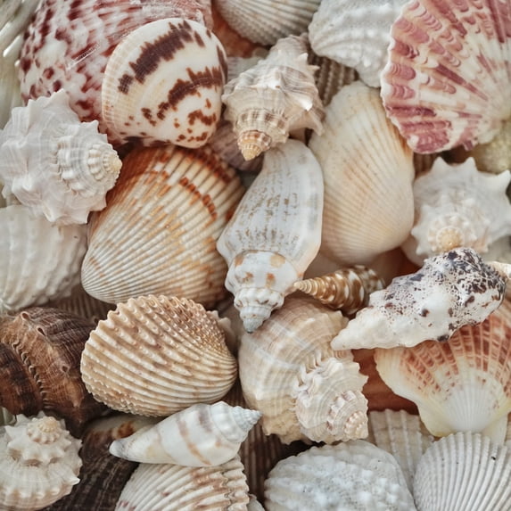 Sea Shells Mixed Beach Assorted Seashells, Various Sizes Natural Ocean Beach Seashells for Beach Themed Party DIY Crafts Jewelry Making Fishtank Vase Fillers Home Wedding Decorations (50)