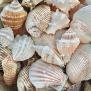 Sea Shells Mixed Beach Assorted Seashells, Various Sizes Natural Ocean Beach Seashells for Beach Themed Party DIY Crafts Jewelry Making Fishtank Vase Fillers Home Wedding Decorations 15