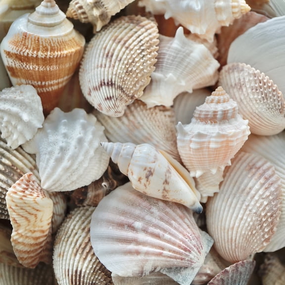 Sea Shells Mixed Beach Assorted Seashells, Various Sizes Natural Ocean Beach Seashells for Beach Themed Party DIY Crafts Jewelry Making Fishtank Vase Fillers Home Wedding Decorations (15)