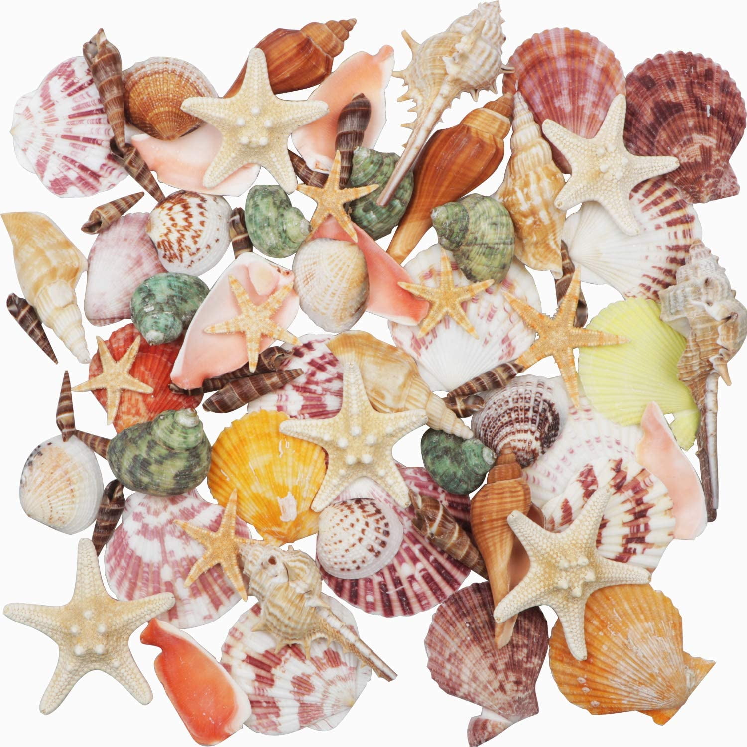 Famoby Sea Shells Mixed Beach Seashells Starfish for Beach Theme Party  Wedding Decorations DIY Crafts Candle Making Fish Tank Vase Fillers Home  Decorations Supplies 70+ pcs