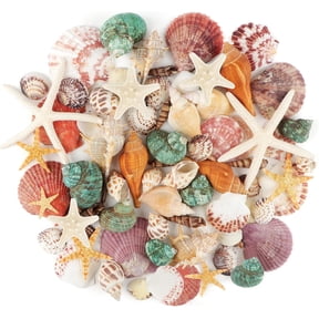 Sea Shells Mixed Ocean Seashells, 1.2"-3.5" Various Sizes Beach Seashells and Natural Starfish for Vase Fillers Fish Tank Beach Themed Party Home Wedding Decorations DIY Crafts