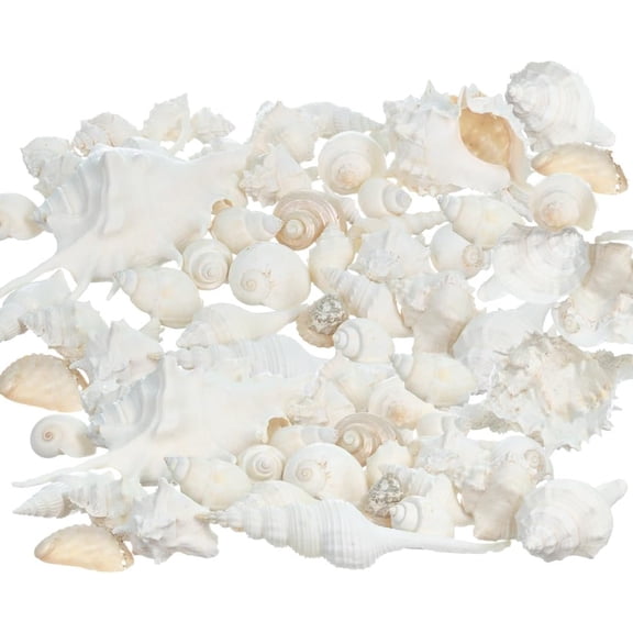 Sea Shells - White Real Mixed Beach Seashells (2lb) - Shells for Crafts - Ocean Decor - Beach Party Decorations - Seashell Decor - Large Shells Crafts