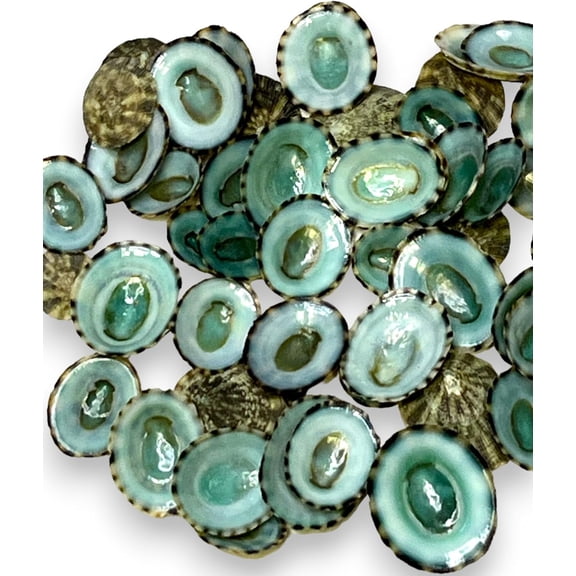 Sea Shells for Crafting, 40pcs of Small Shells 0.5" to 1" inch Green Limpet Seashells for Crafts, Decoration & Coastal Dcor