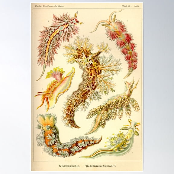 Sea Slug - Ernst Haeckel Poster Wall Art, Modern Wall Decor For Living Room Bedroom, 16x24 UNFRAMED