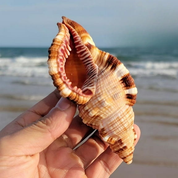 Sea Snail Shell Aquarium Decoration Marine Specimen Spiral Shell for Hermit Crab Habitat Replacement or Fish Tank Display