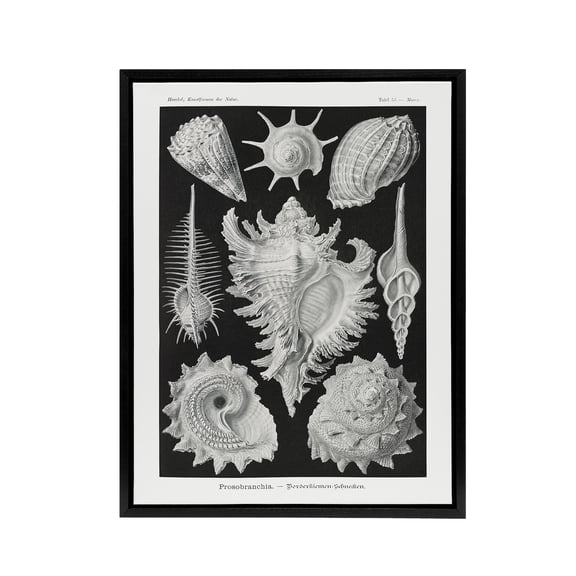 Sea Snail Shells Vintage Haeckel Botanical Black Framed Canvas Wall Art 18X24"