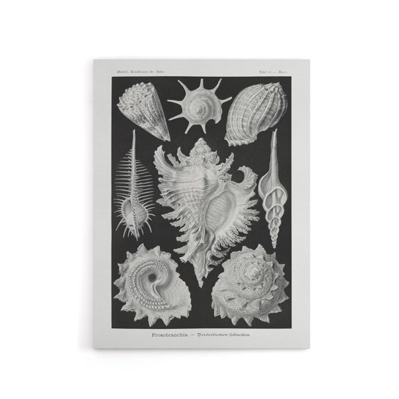 Sea Snail Shells Vintage Haeckel Botanical Canvas Wall Art 18X24"
