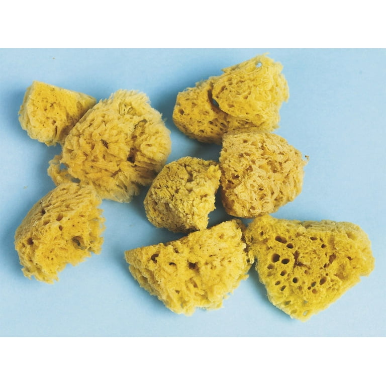 Sea Sponges, 8-Pack